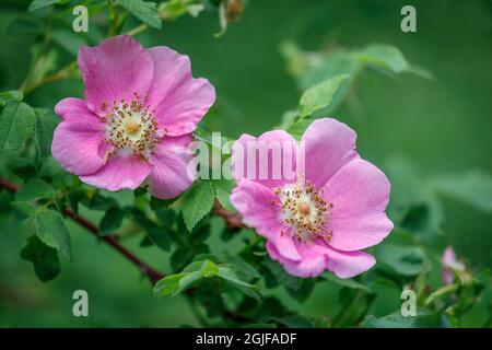 États-Unis, État de Washington, Seabeck. Fleurs de rose sauvages dans la réserve naturelle de Guillemot Cove. Banque D'Images