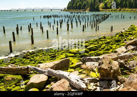 États-Unis, État de Washington. Rive nord de la rivière Columbia. Pilings et algues couvrant la plage rocheuse. Banque D'Images