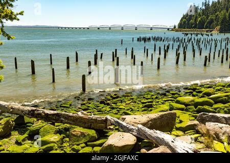 États-Unis, État de Washington, Megler. Rive nord de la rivière Columbia. Pilings, plage rocheuse couverte d'algues. Banque D'Images