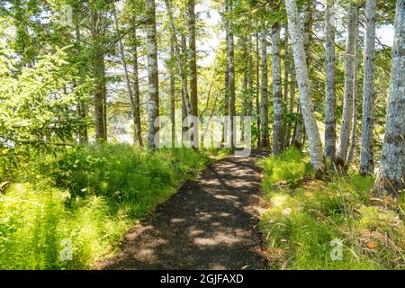 États-Unis, État de Washington, Megler. Chemin le long de la rive nord de la rivière Columbia. Sapins, érables et aulnes rouges. Banque D'Images