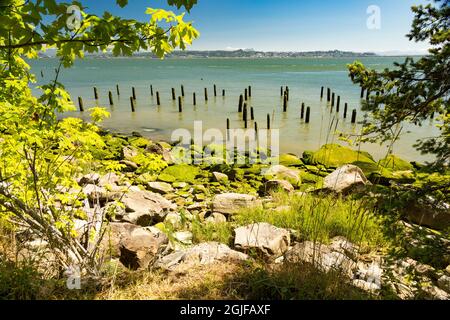 États-Unis, État de Washington, Megler. Rive nord de la rivière Columbia. Pilings, plage rocheuse couverte d'algues. Banque D'Images