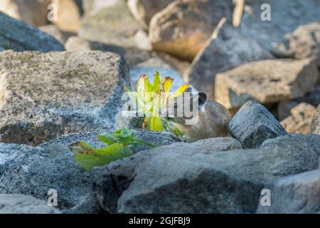 ÉTATS-UNIS. Mt. Parc national de Rainier. Plante de récolte de pika américaine adulte (Ochotona princeps) pour larve d'hiver. Banque D'Images