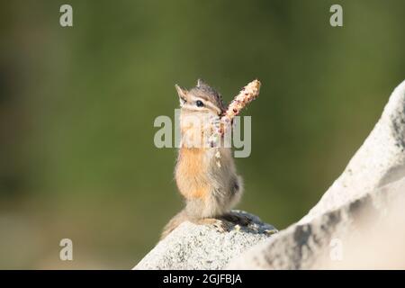 ÉTATS-UNIS. Mt. Parc national de Rainier. Les petits Chipmunks (Neotamias minimus) mangent des graines en automne. Banque D'Images