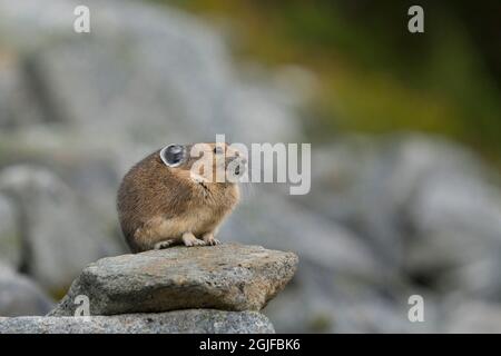 ÉTATS-UNIS. Mt. Parc national de Rainier. La pika américaine adulte (Ochotona princeps) perche sur son territoire. Banque D'Images