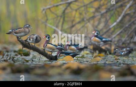 États-Unis, État de Washington. Les canards de bois (Aix sponsora) se rassemblent dans un étang calme. Seattle. Banque D'Images