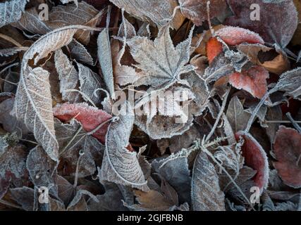 États-Unis, État de Washington. Assortiment de feuilles enrobées de gel sur un matin d'automne froid à Kirkland. Banque D'Images