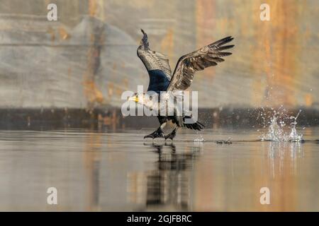 États-Unis, État de Washington. Un Cormorant à double crête (Phalacrocorax auritus) dévaler sur fond de barge. Kenmore. Banque D'Images