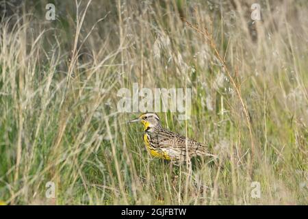 États-Unis, État de Washington. Une forêt occidentale de Meadowlark (Sturnella neglecta) se trouve dans le parc national de Sun Lakes. Banque D'Images