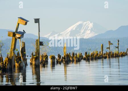 ÉTATS-UNIS. Etat de Washington. Purple Martin (Progne subis) nichent des boîtes sur le lac Sammamish, WA, avec Mt. Rainer en arrière-plan. Banque D'Images