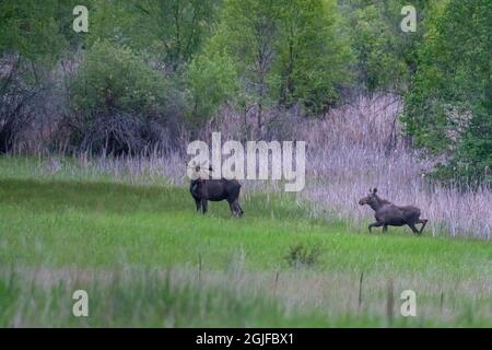 États-Unis, État de Washington. De jeunes orignaux mâles et femelles (Alces alces) traversent un pré dans la réserve faunique de Sinlahekin, dans le comté d'Okanogan. Banque D'Images