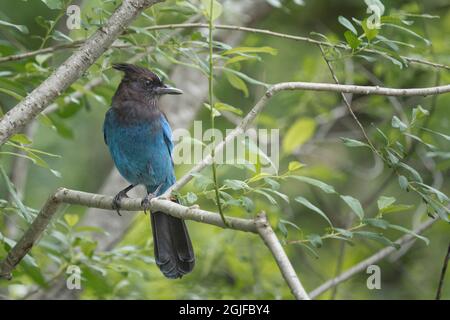 États-Unis, État de Washington. Jay de Steller (Cyanocitta stelleri) perche sur une succursale. Banque D'Images