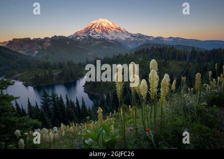 États-Unis, État de Washington. Beargrass (Xérophyllum tenax) fleurs sauvages du flanc du pic Tolmie, au lac Eunice. Mt. Parc national de Rainier. Banque D'Images