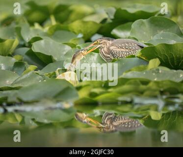 États-Unis, État de Washington. Un jeune Heron vert (Butorides virescens) enrare un poisson parmi les blocs de nénuphars. Union Bay, Seattle. Banque D'Images