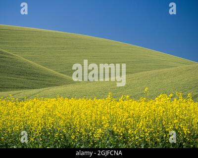 Angles des champs de blé et de canola. Banque D'Images