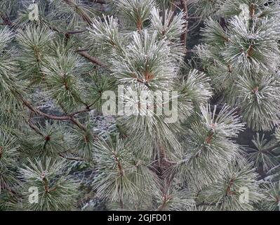 En hiver, les pins de Ponderosa, Pinus Ponderosa, ont été recouverts de neige. Banque D'Images