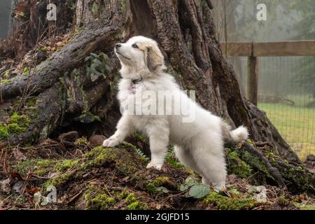 Chiot des Grands Pyrénées de dix semaines posé devant un grand tronc d'arbre. (PR) Banque D'Images
