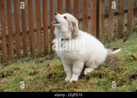 Un chiot des grandes Pyrénées de dix semaines assis près d'une clôture aboyée. (PR) Banque D'Images