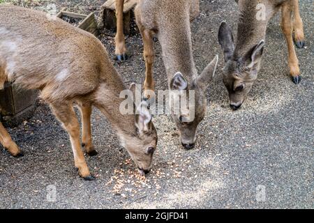 Issaquah, Washington, États-Unis. Three Mule Deer mange des graines de bouleau et des arachides depuis un patio. Banque D'Images