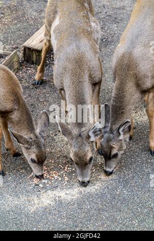 Issaquah, Washington, États-Unis. Three Mule Deer mange des graines de bouleau et des arachides depuis un patio. Banque D'Images
