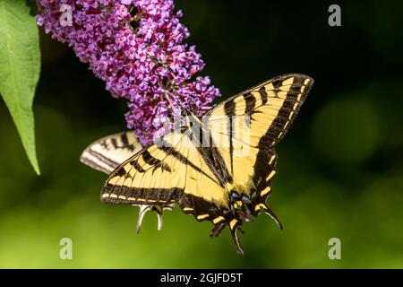 Issaquah, Washington, États-Unis. Deux papillons à queue de cygne de l'Ouest pollinisant un Bush de papillon. Banque D'Images