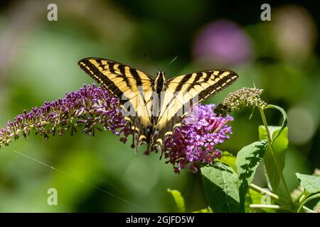 Issaquah, Washington, États-Unis. WESTERN Tiger Swallowtail papillon pollinisant un papillon Bush. Banque D'Images