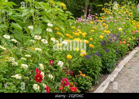 Bellevue, Washington, États-Unis. Variété de Dahlias, tournesols et pâquerettes bordant un chemin de gravier à travers le jardin de fleurs. Banque D'Images