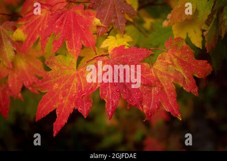 États-Unis, État de Washington, Bellevue. Des gouttes de rosée sur les feuilles rouges et jaunes de l'érable en automne. Banque D'Images