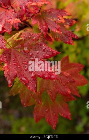 États-Unis, État de Washington, Bellevue. Des gouttes de rosée sur les feuilles rouges et jaunes de l'érable en automne. Banque D'Images