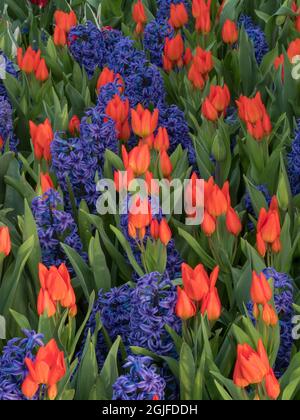 États-Unis, État de Washington, Mt. Vernon. Jacinthes pourpres et tulipes rouges dans le jardin exposé au festival de tulipes de la vallée de Skagit. Banque D'Images