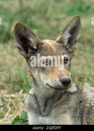 États-Unis, État de Washington, Tacoma, zoo de point Defiance, loup rouge Banque D'Images