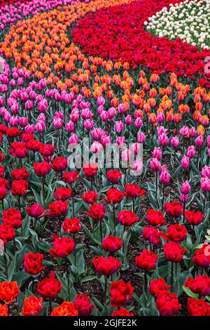 Mount Vernon, État de Washington, tulipes multicolores dans un modèle curvy Banque D'Images