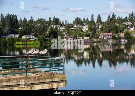 Bremerton, État de Washington, rangée de mouettes sur la jetée sur le Puget Sound Banque D'Images