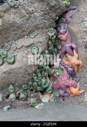 WA, Parc national olympique, second Beach, Etoiles de l'Ocher et anémones du vert géant Banque D'Images