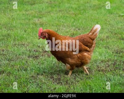 Washington State, poulet ISA Brown. Banque D'Images