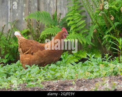 Washington State, poulet ISA Brown. Banque D'Images