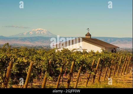 États-Unis, État de Washington, vallée de Yakima, Zillah. Vignobles Dineen dans la vallée de Yakima. Avec Mt. Adams en arrière-plan. Banque D'Images