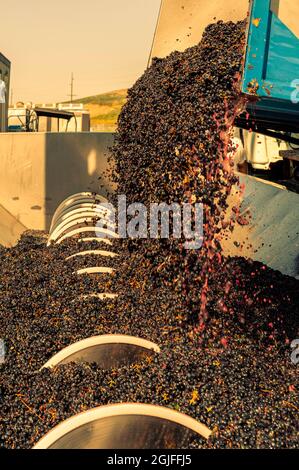 États-Unis, État de Washington, Walla Walla. Les raisins de vin rouge sont traités dans une machine à broyer en acier inoxydable. Banque D'Images