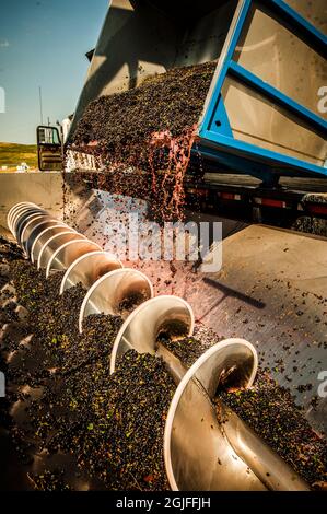 États-Unis, État de Washington, Walla Walla. Les raisins de vin rouge sont traités dans une machine à broyer en acier inoxydable. Banque D'Images