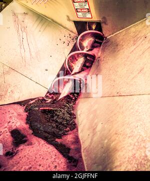 États-Unis, État de Washington, Walla Walla. Les raisins de vin rouge sont traités dans une machine à broyer en acier inoxydable. Banque D'Images