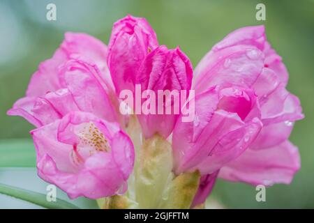 États-Unis, État de Washington, Seattle. Jardin Kubota, gros plan sur le rhododendron. Banque D'Images