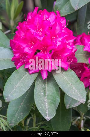 États-Unis, État de Washington, Seattle. Jardin Kubota, rhododendron. Banque D'Images