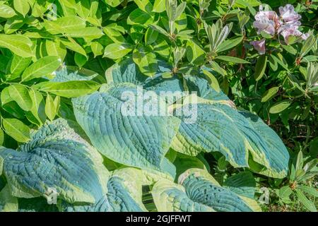 États-Unis, État de Washington, Seattle. Jardin Kubota, Hosta et rhododendron. Banque D'Images