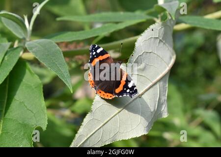 Papillon amiral rouge Banque D'Images