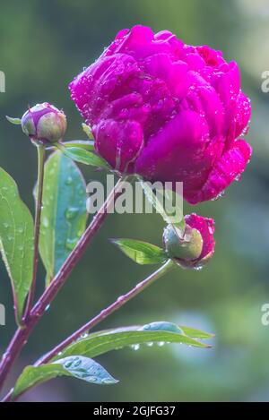 Etat de Washington, Bellevue. Pivoine Banque D'Images