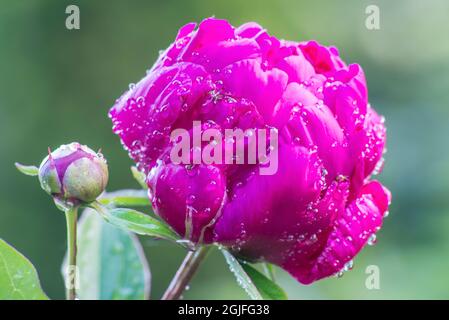 Etat de Washington, Bellevue. Pivoine Banque D'Images