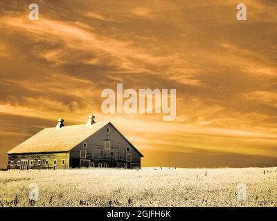 États-Unis, État de Washington, Palouse. Ancienne grange au milieu de la récolte de blé Banque D'Images