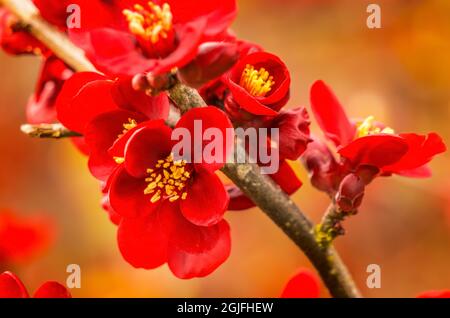 Atsuya Hamada Quince Blossom Floraison, Bellevue, État de Washington. Banque D'Images