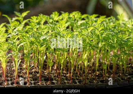 Les semis dans le plateau parce qu'ils sont plantés Banque D'Images