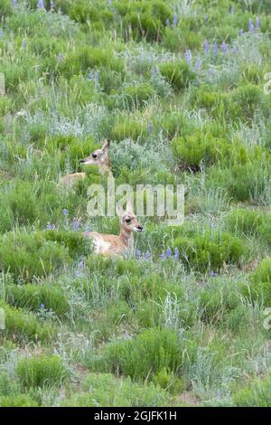 Parc national de Yellowstone, deux antilopes de pronghorn de bébé se trouvent nichés dans la lupin. Banque D'Images