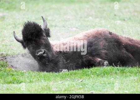 Parc national de Yellowstone. Un bison américain roule dans la terre pour vous aider à vous amuser en hiver. Banque D'Images